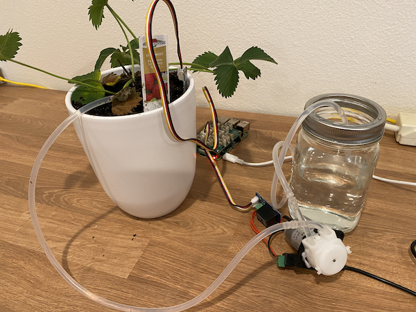 A strawberry plant connected to water via a pump, with the pump connected to a relay. The relay and a soil moisture sensor in the plant are both connected to a Raspberry Pi