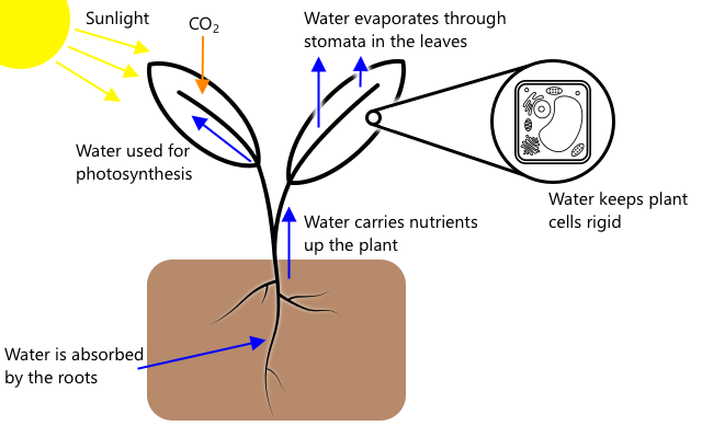 水は植物の根を通じて吸収され、光合成や植物の構造に使用されます